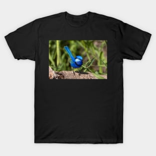 Splendid Fairy Wren (Male) Western Australia T-Shirt